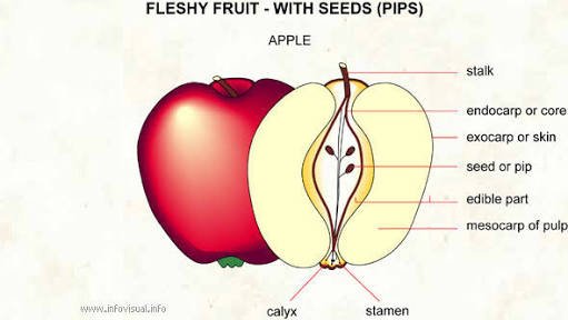 What is an apple made of deals
